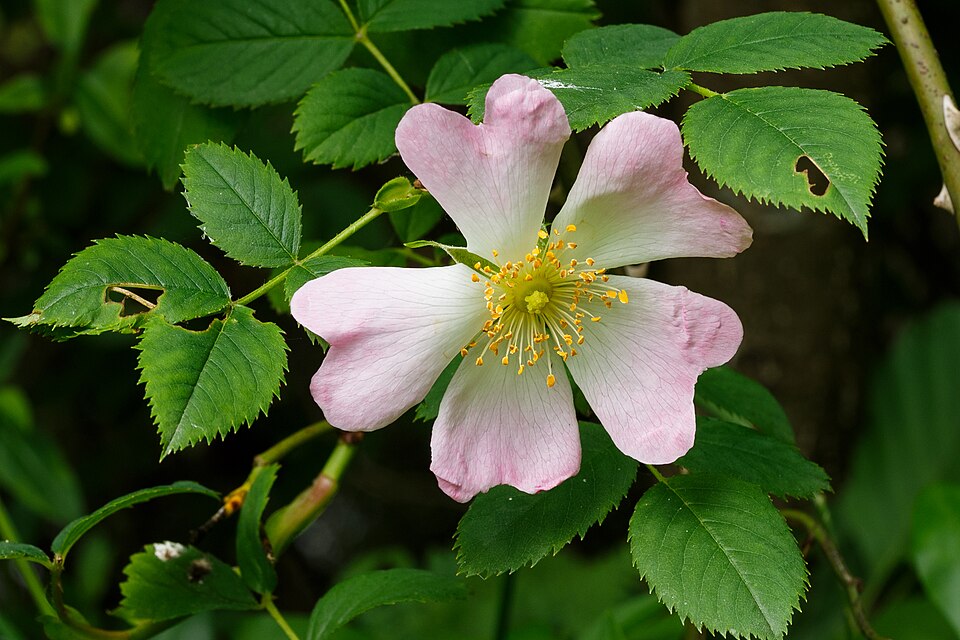 Pimpernell-Rose (Rosa pimpinellifolia) – Produktbild, heimische Wildpflanze, Gehölze, naturnaher Garten
